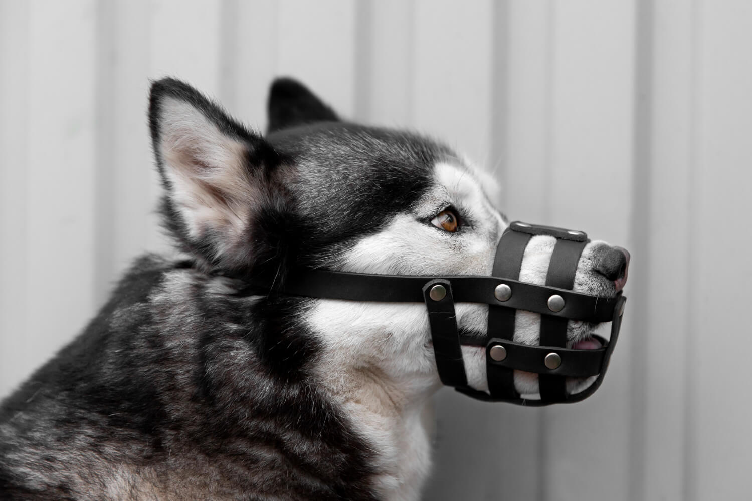 Dog Bite Attorney